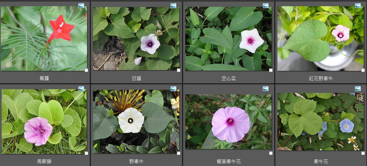 牽牛 花 屬 Ipomoea Spp 植物觀察日誌目錄 黑胡桃網路閣