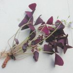 紫葉酢醬草