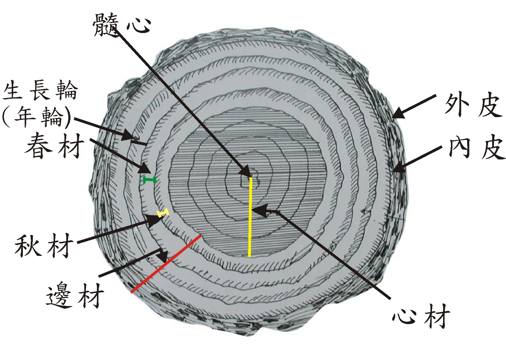 毛茛根横切面结构图图片