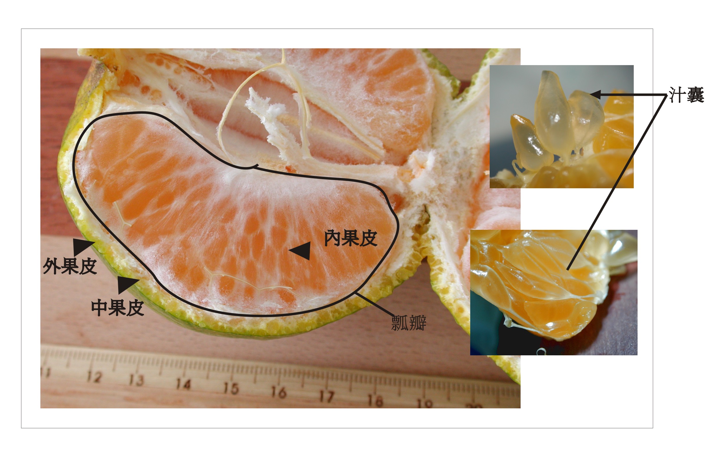 橘子的外部结构分析图图片