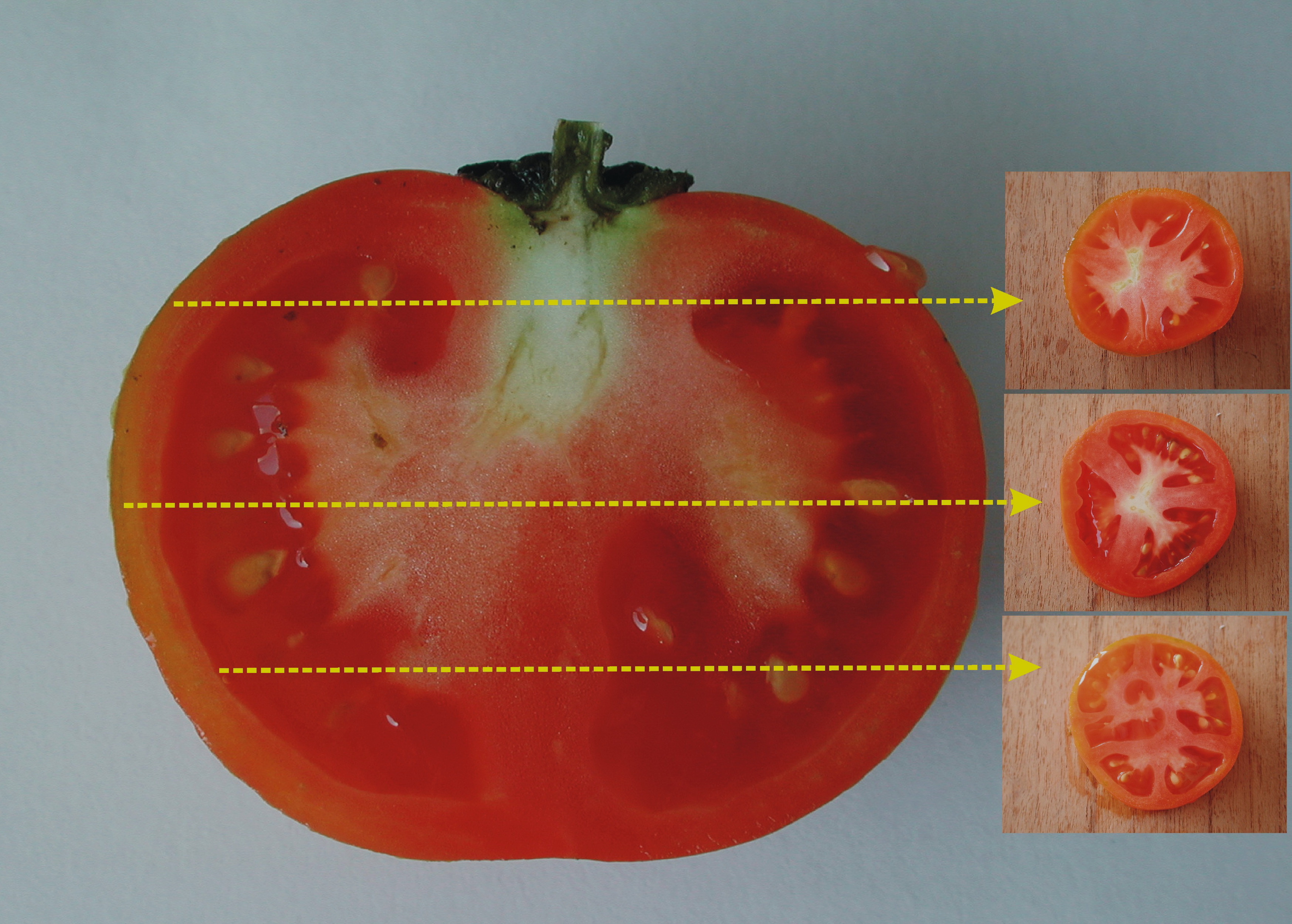 番茄果实横切面结构图图片