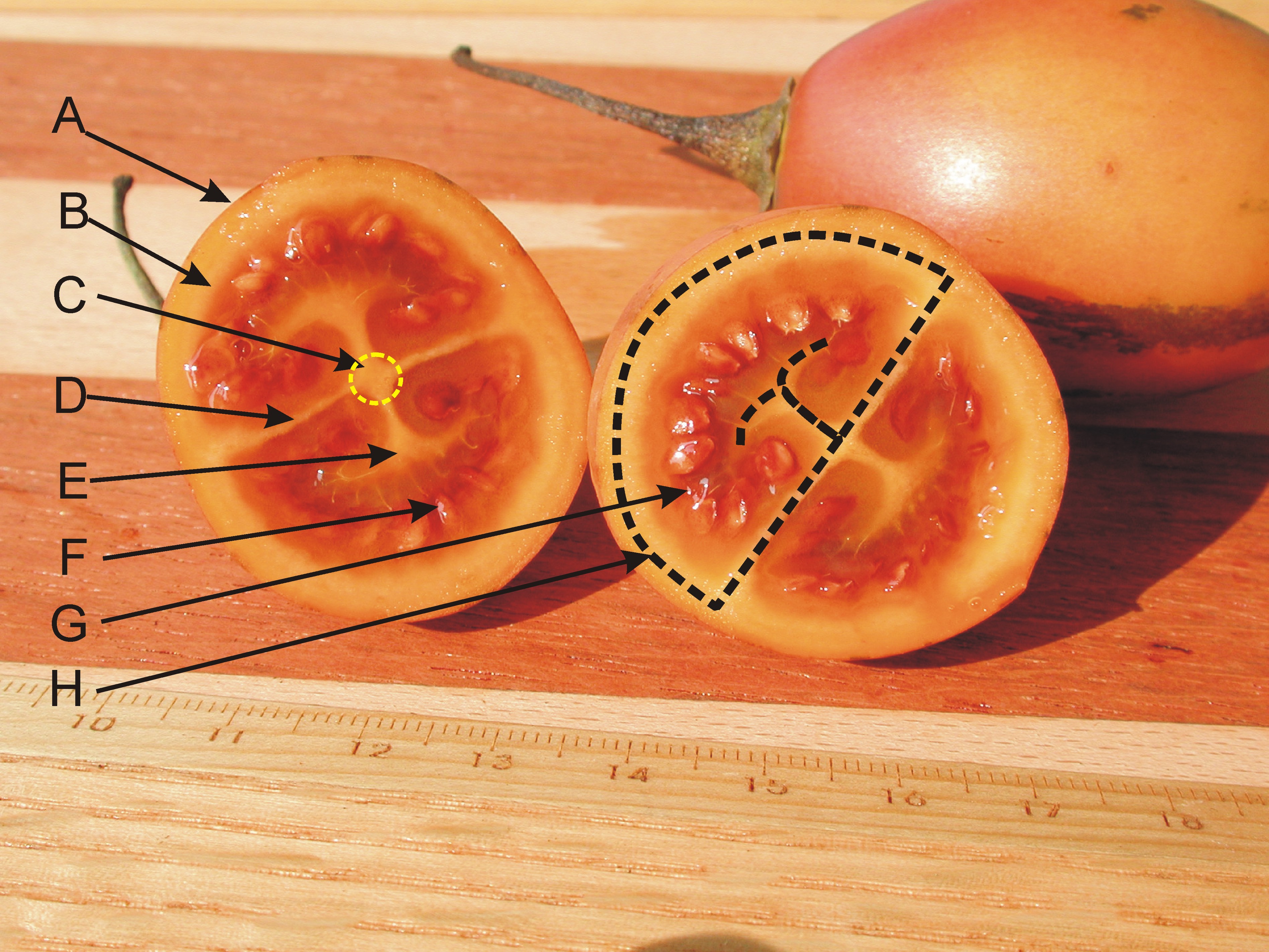 西红柿果实结构图图片