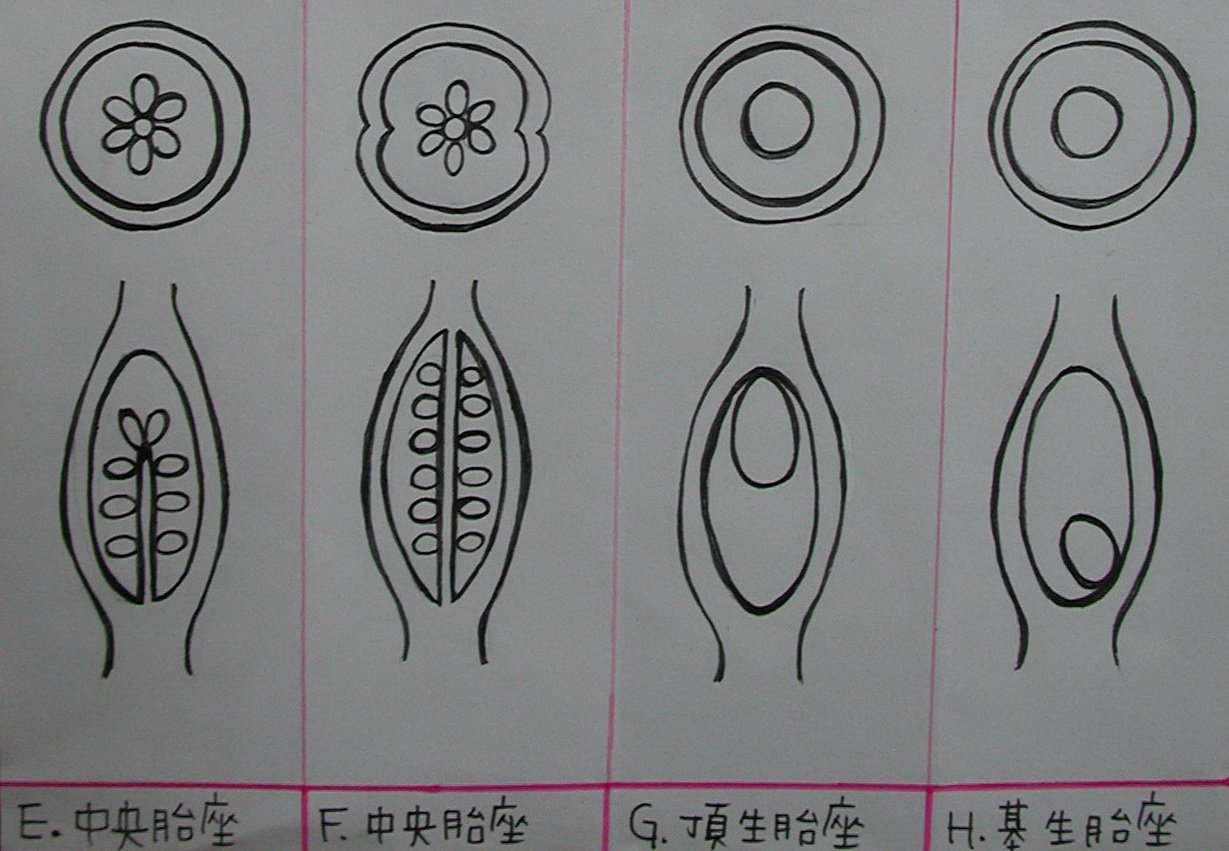 兰花的胎座类型图片