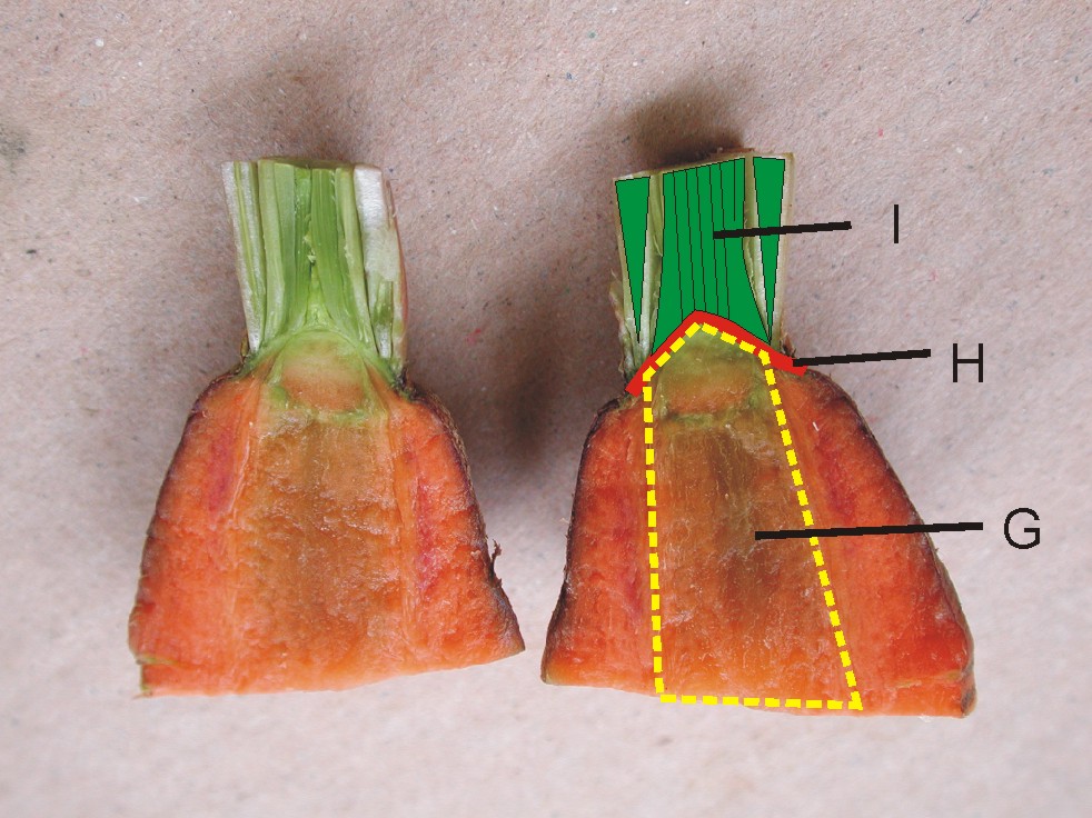 胡萝卜横切结构图图片