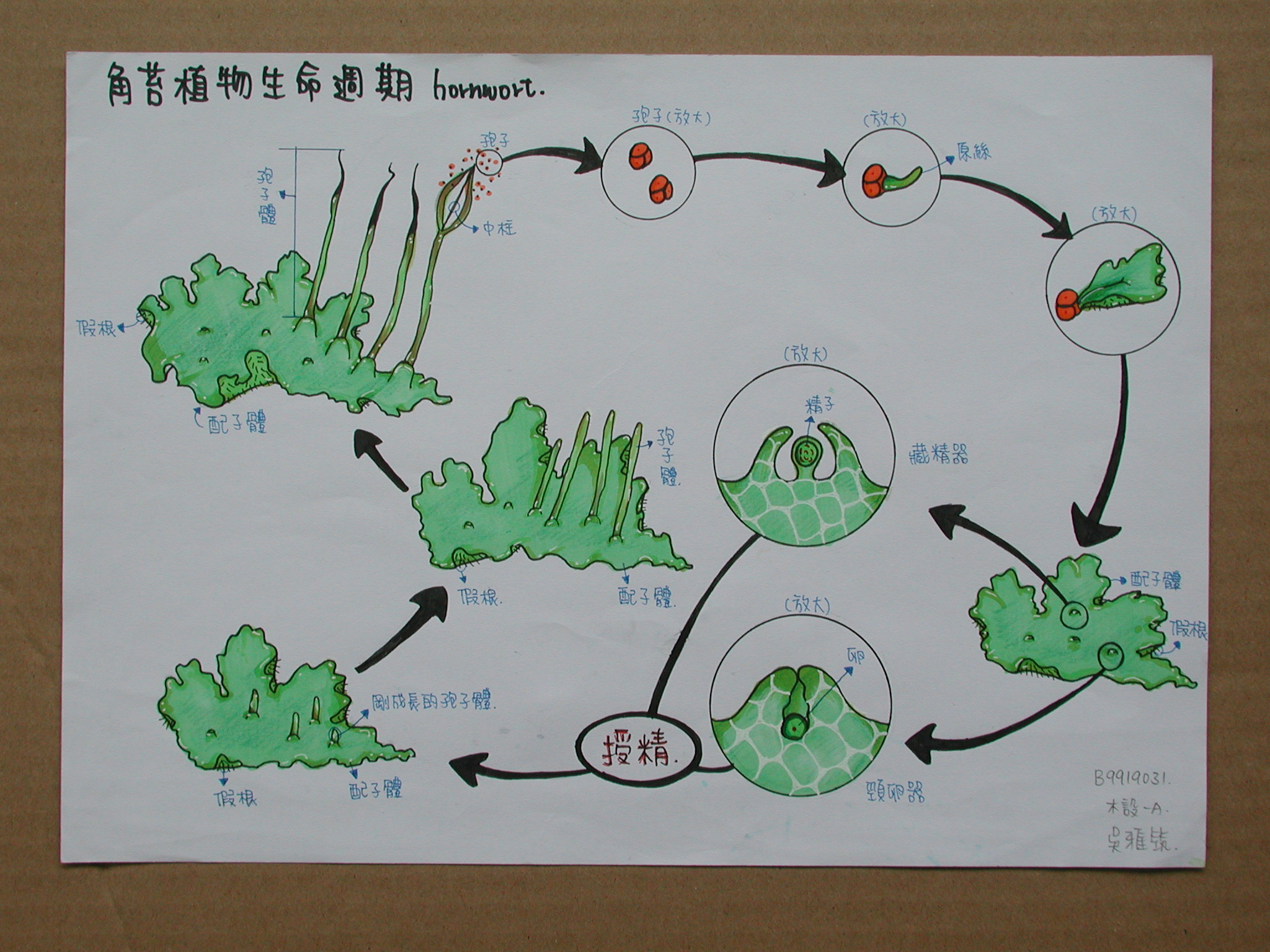 菜苔的生长过程图片