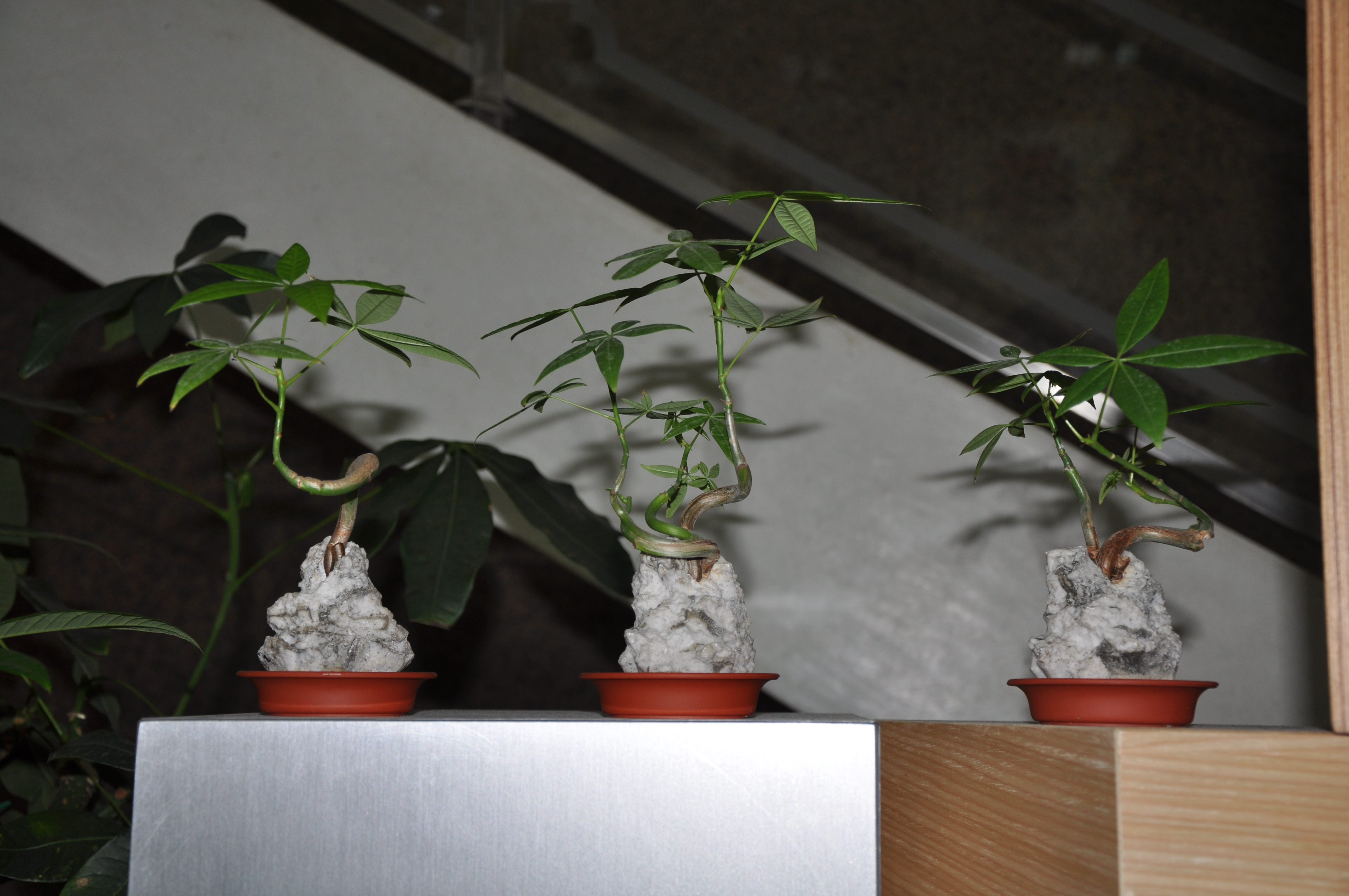 造型嫁接的馬拉巴栗盆栽藝術展 於屏科大圖書館 黑胡桃網路閣