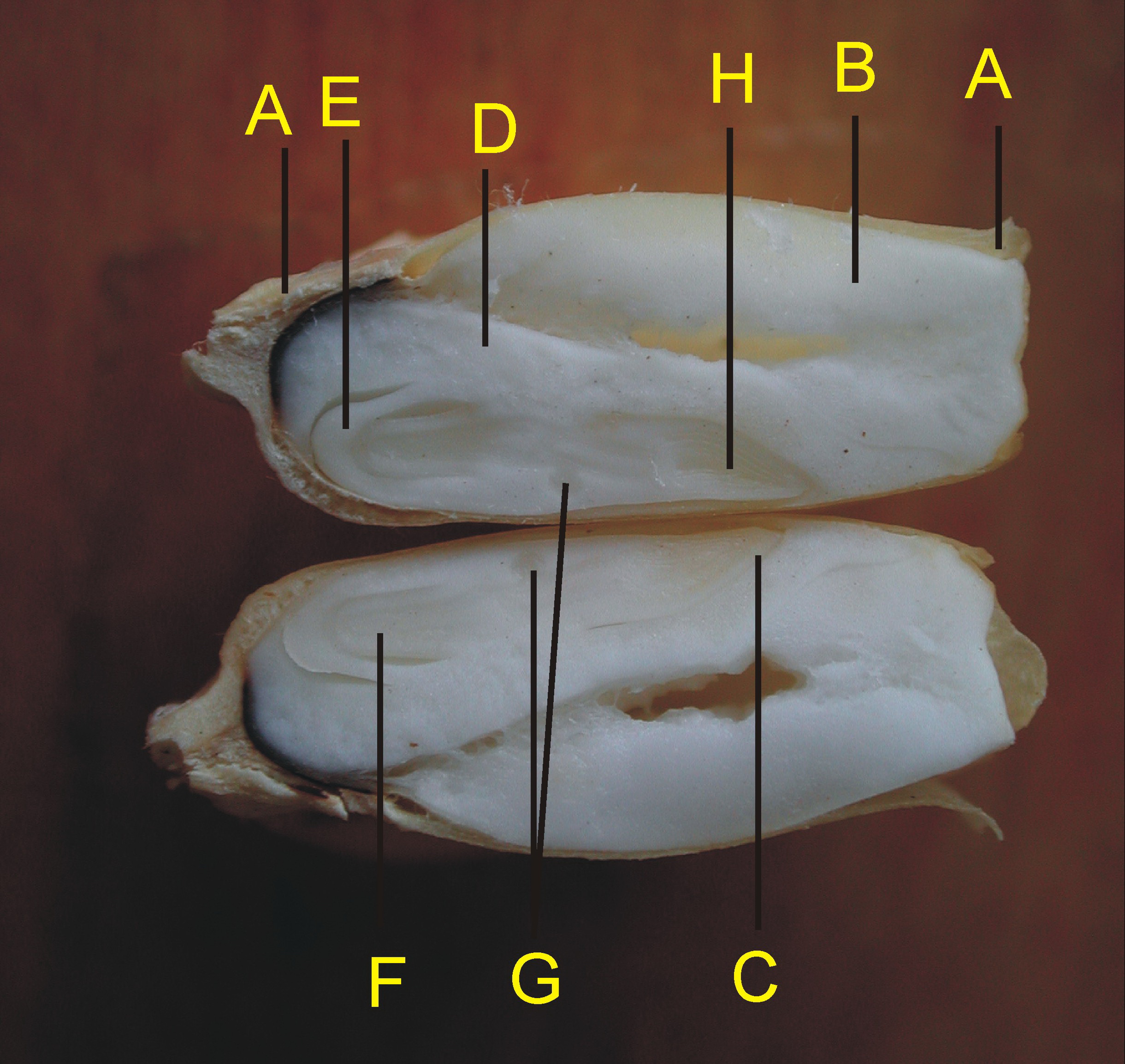 玉米胚芽鞘图片图片
