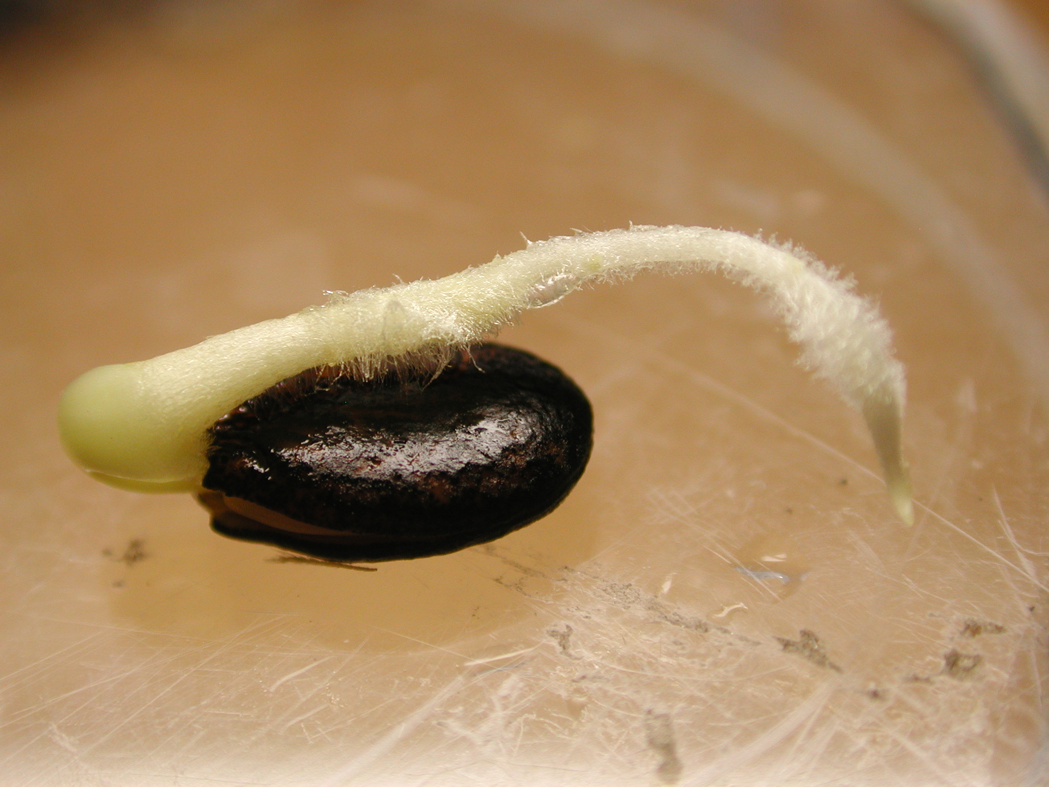 西瓜发芽的样子图片