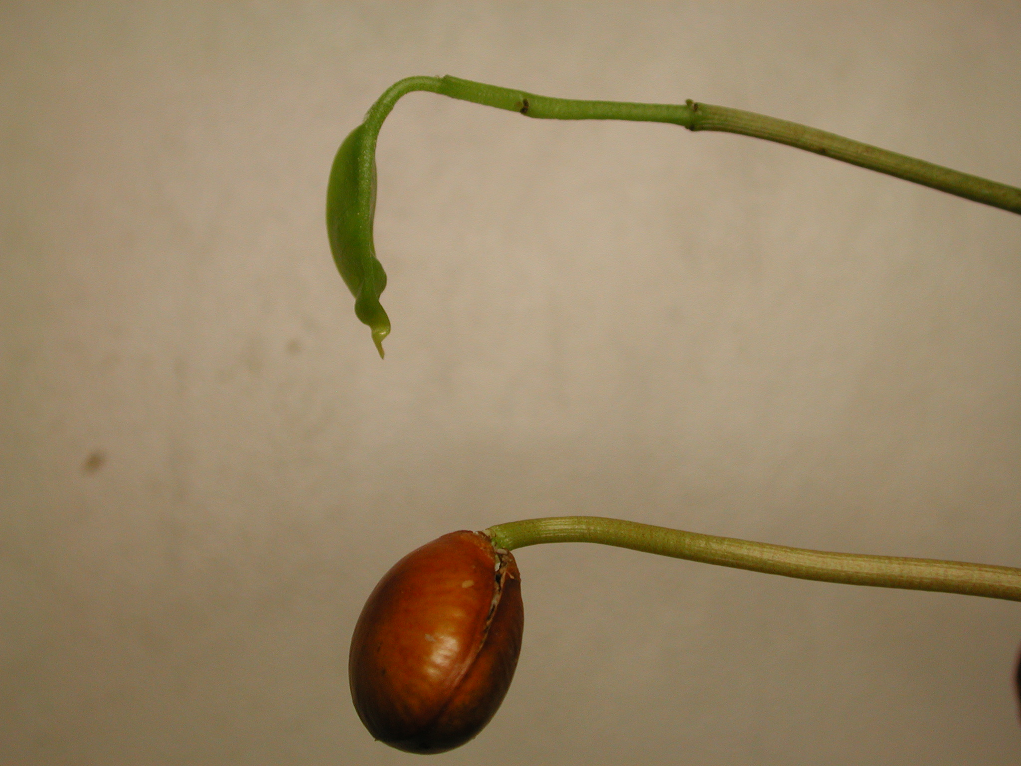 释迦果种子发芽过程图片