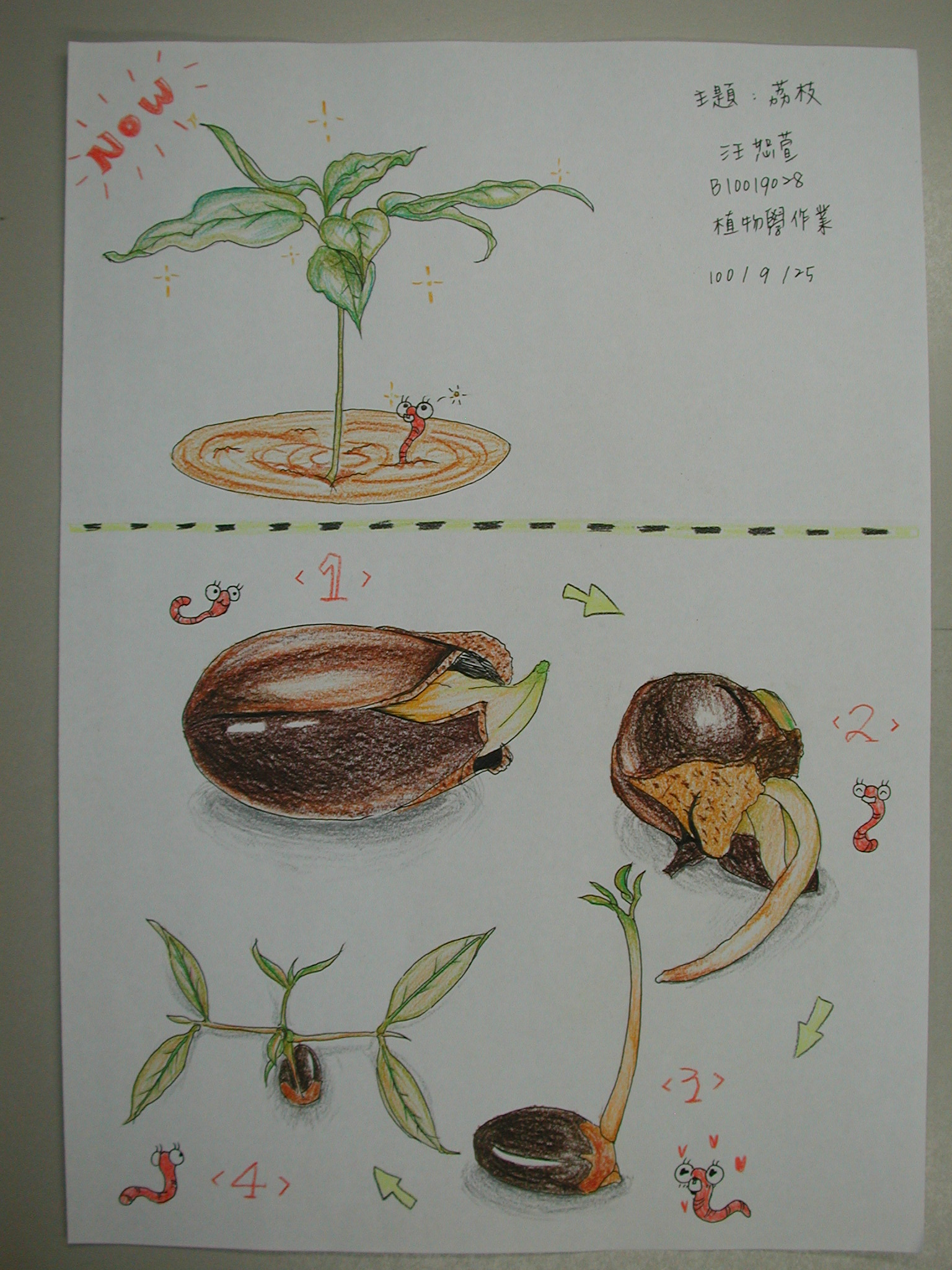 种子成长过程图绘画图片