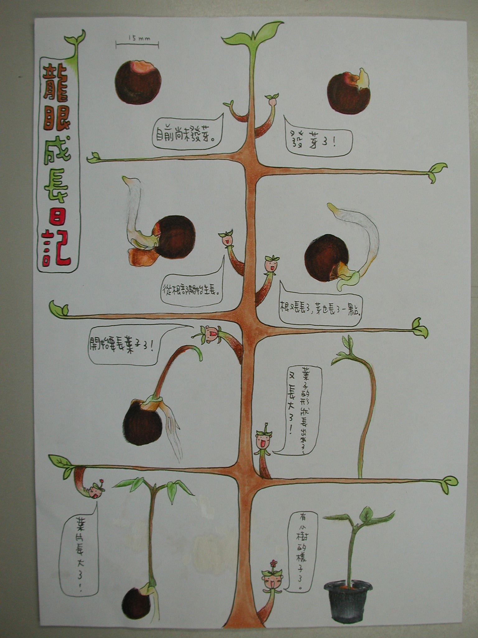 植物种植过程图片描述图片