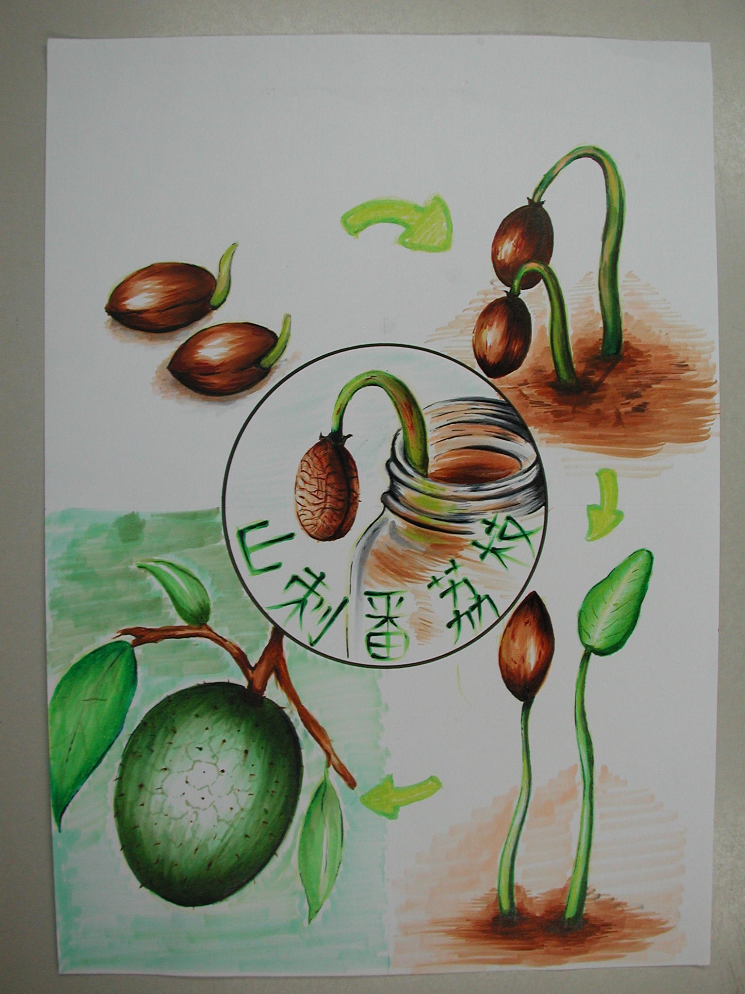 木设一学生手绘植物发芽纪录(1)–从画中学植物