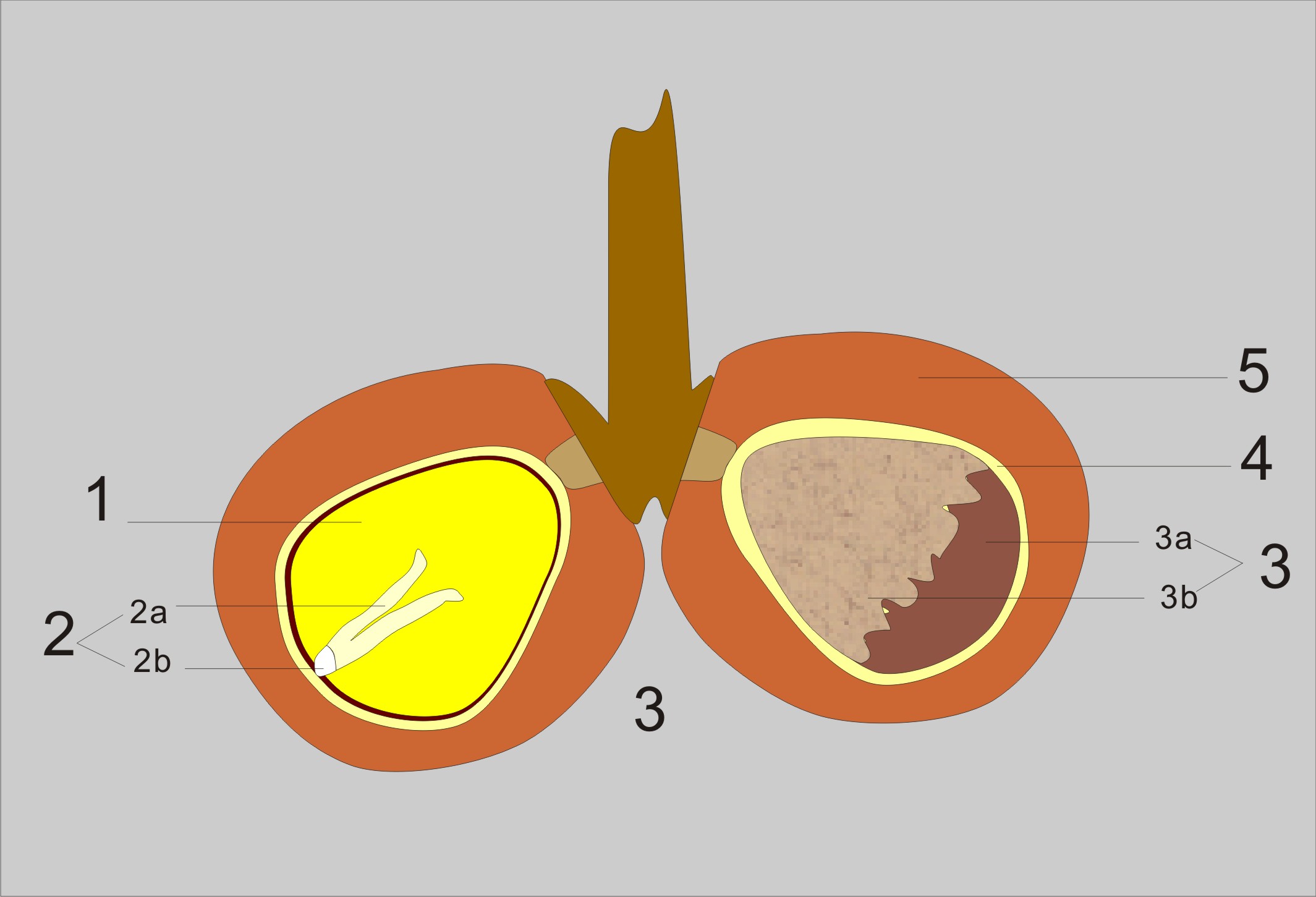 银杏树结构图图片