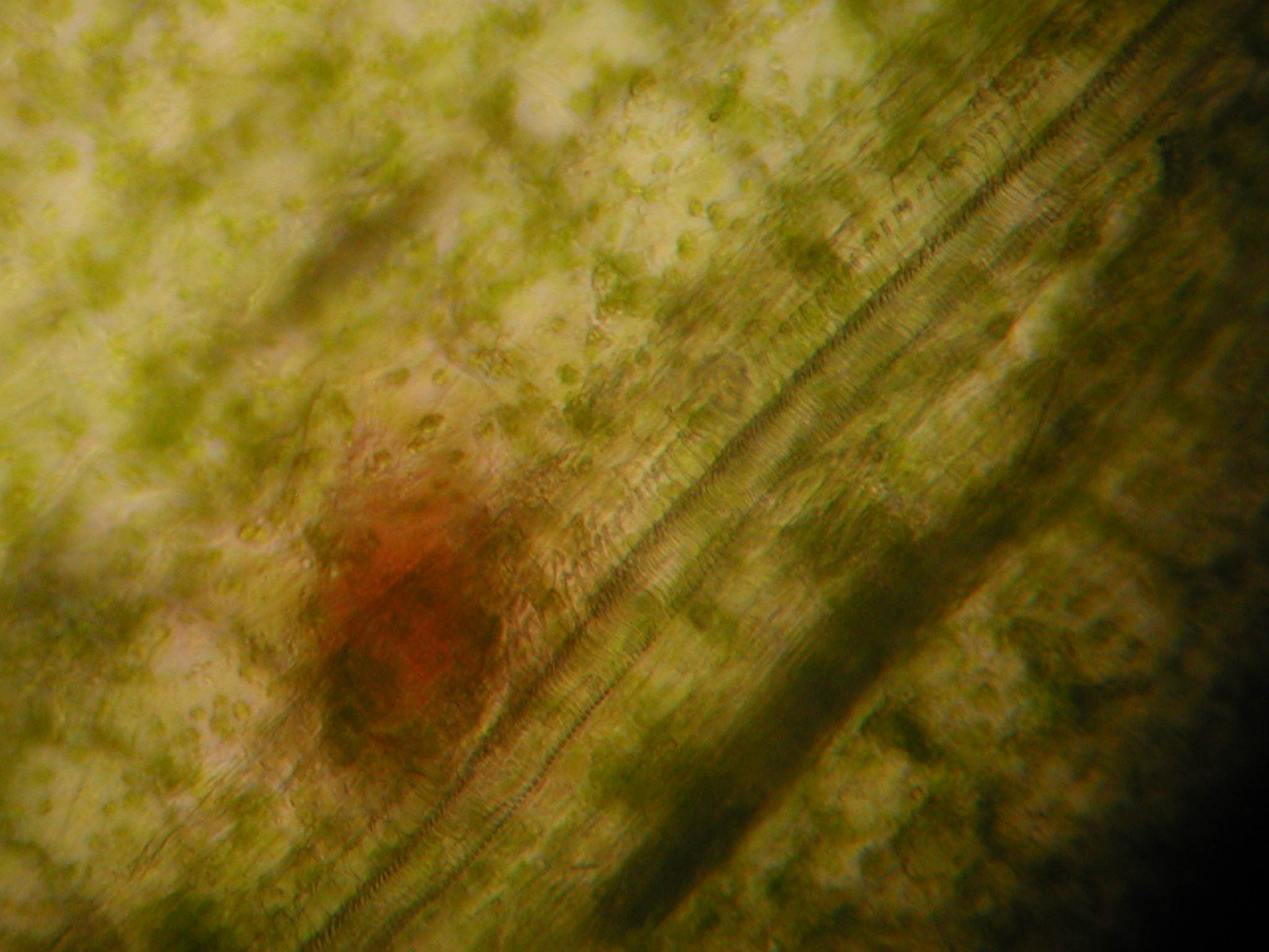黄豆芽导管显微图图片