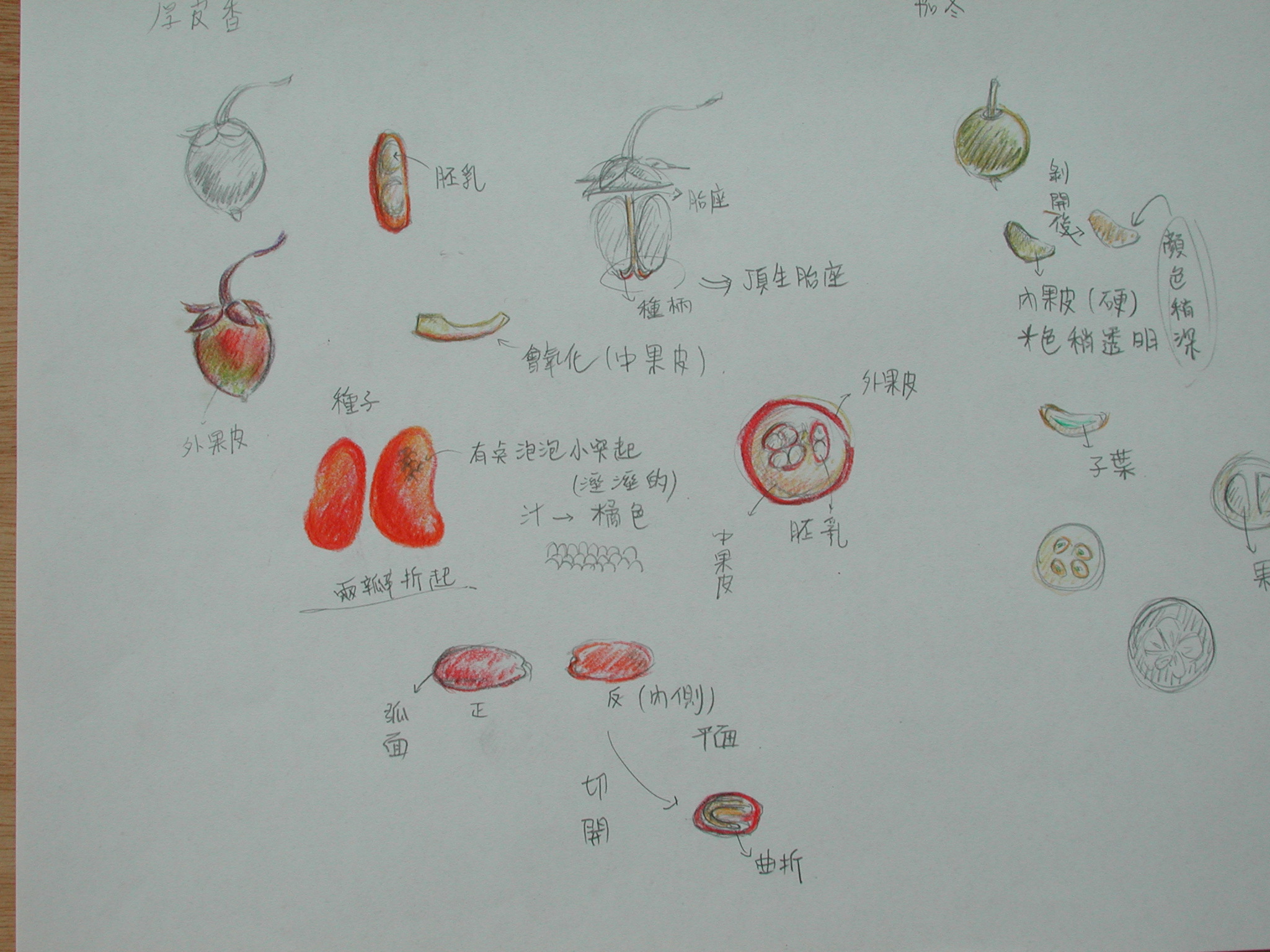 茄子解剖图图片