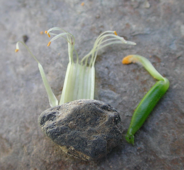 豌豆花雄蕊图片