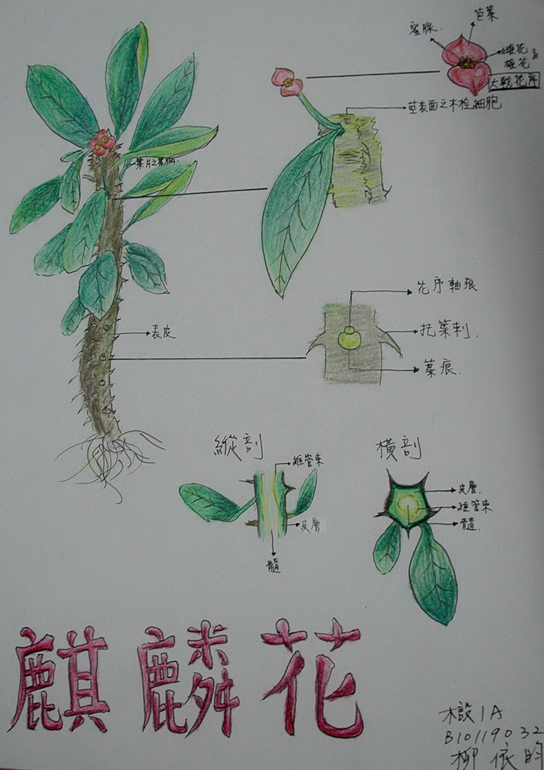101多肉植物之茎与叶作业 a