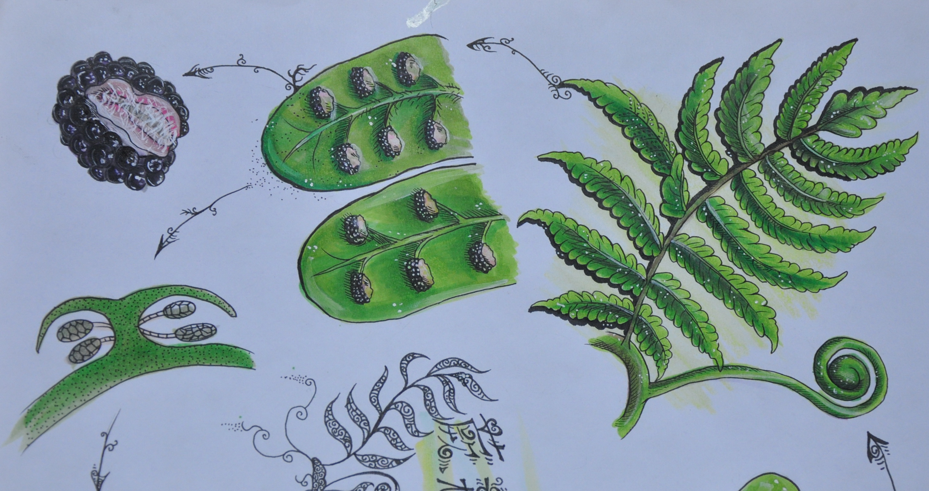 蕨原叶体幼孢子体手绘图片