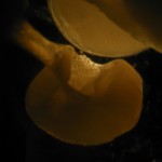 仙人掌之circinotropous ovule
