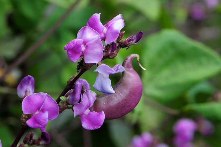 紫花鵲豆 花與果與豆 黑胡桃網路閣