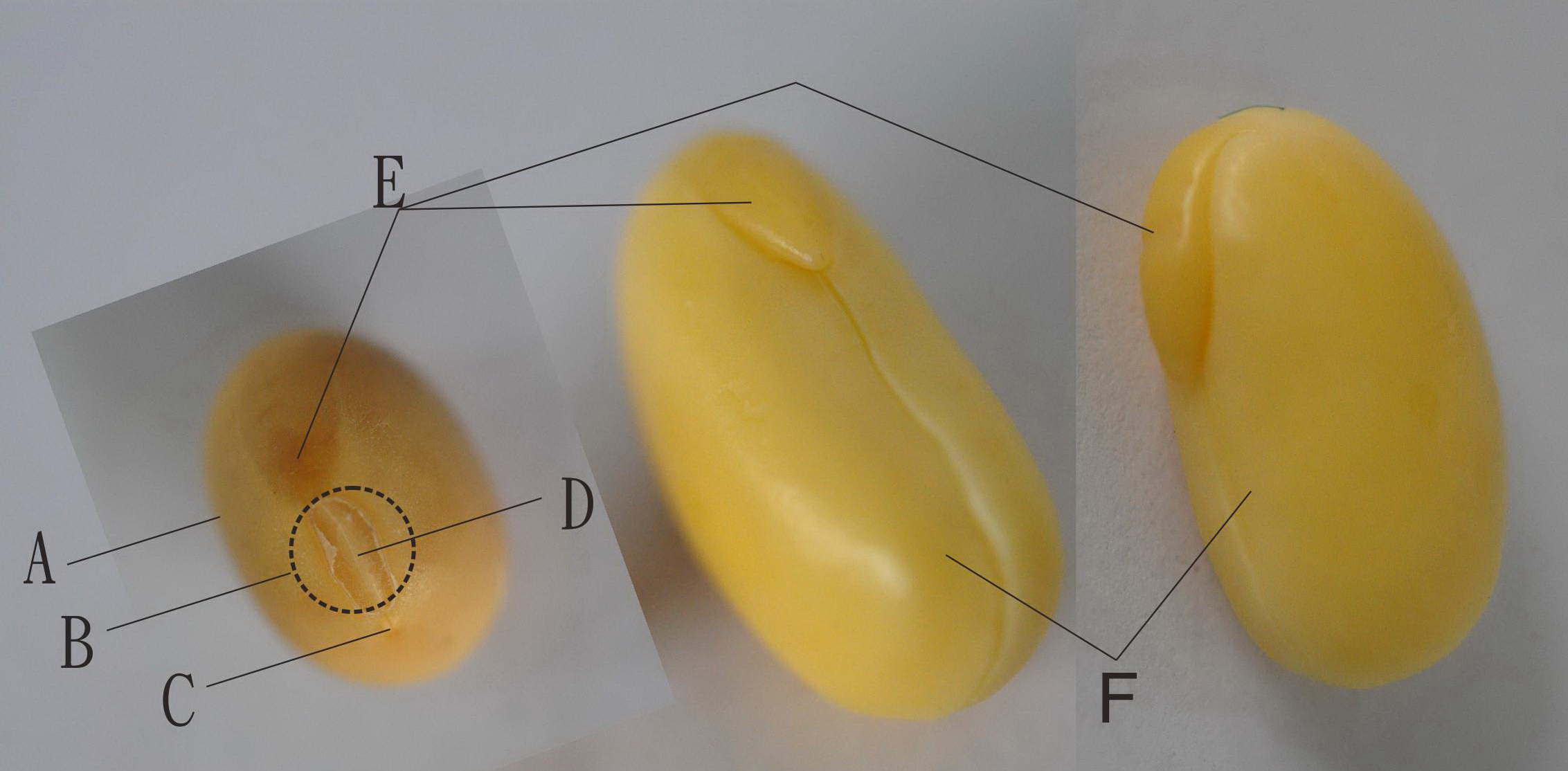 黄豆种子解剖图片图片