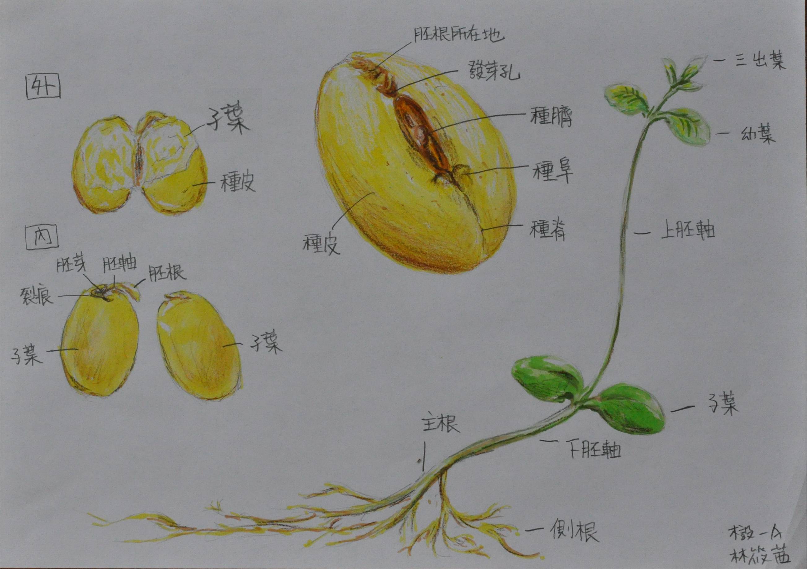 大豆的结构解剖图图片