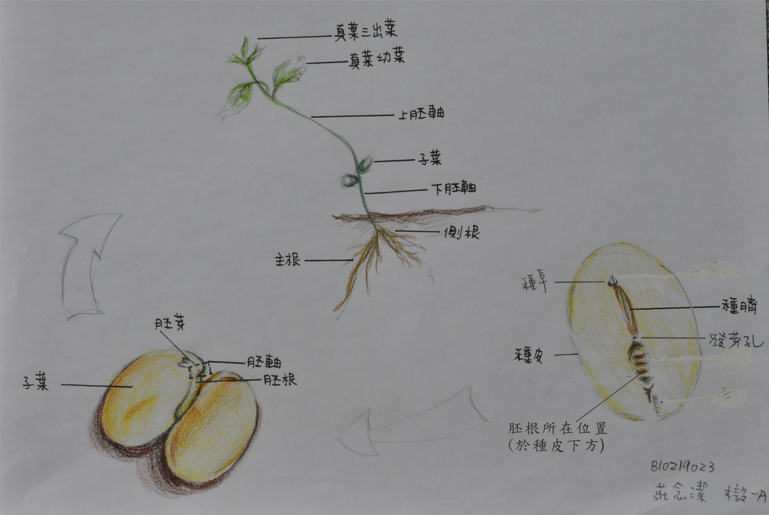 大豆种子结构图简笔画图片