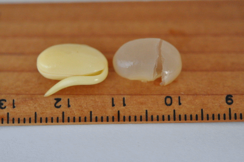 拿出来还可以做张解说图, 图中标示如下: a黄豆种子 b子叶 c 胚芽