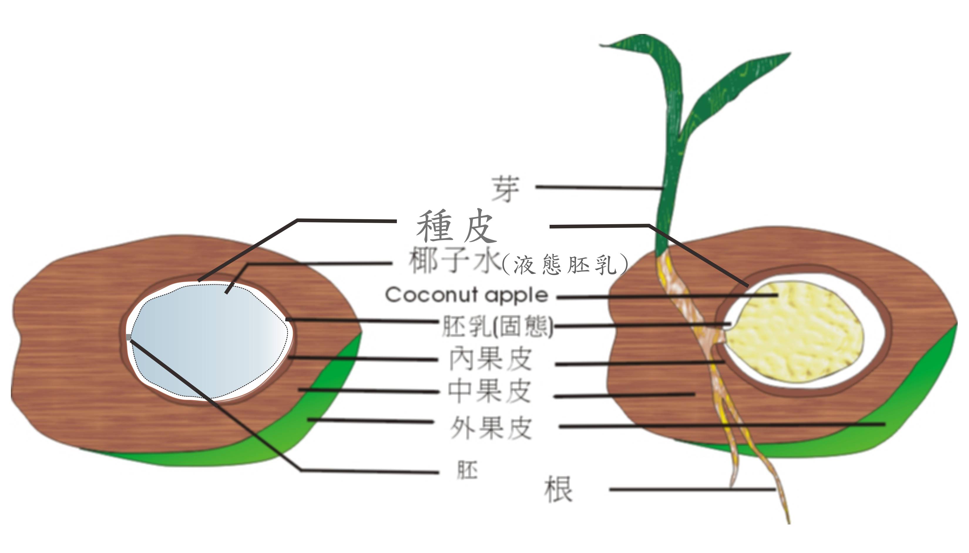 单子叶植物种子结构图图片