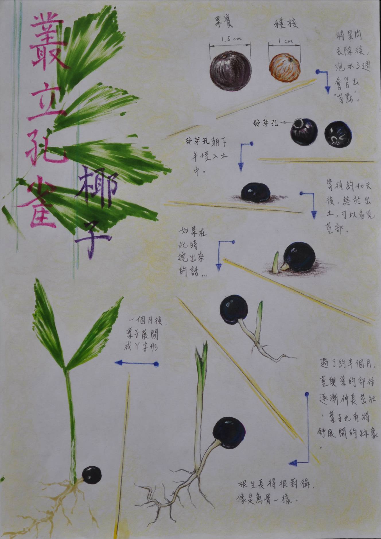 单子叶植物发芽解说图绘制作业