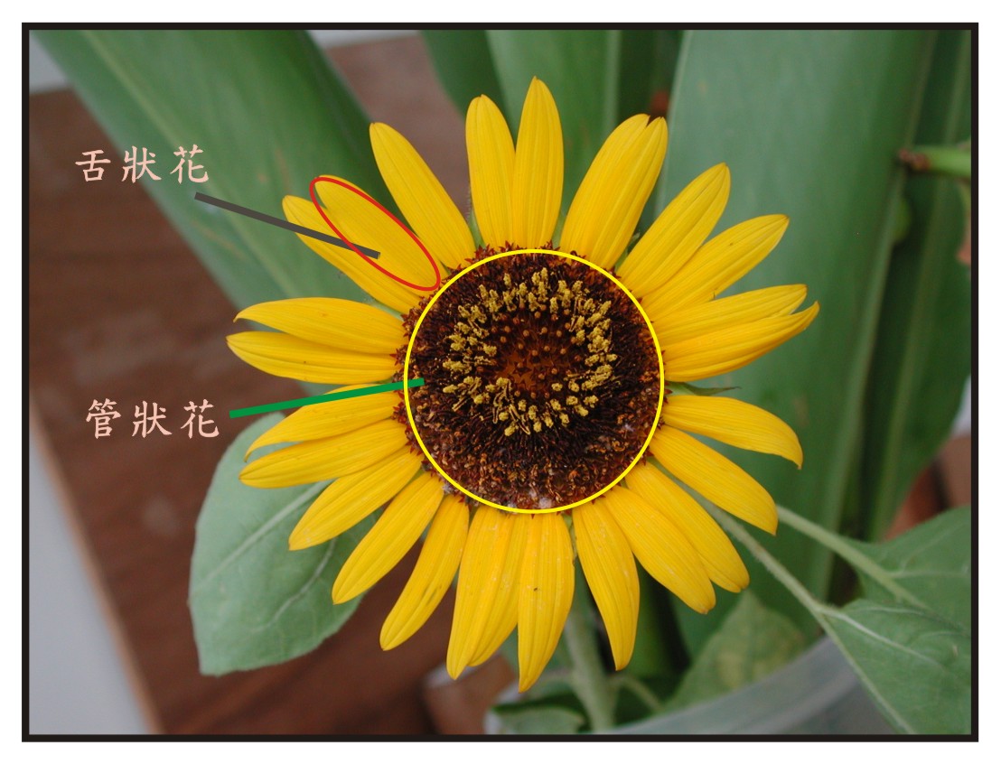 向日葵的花序类型图片