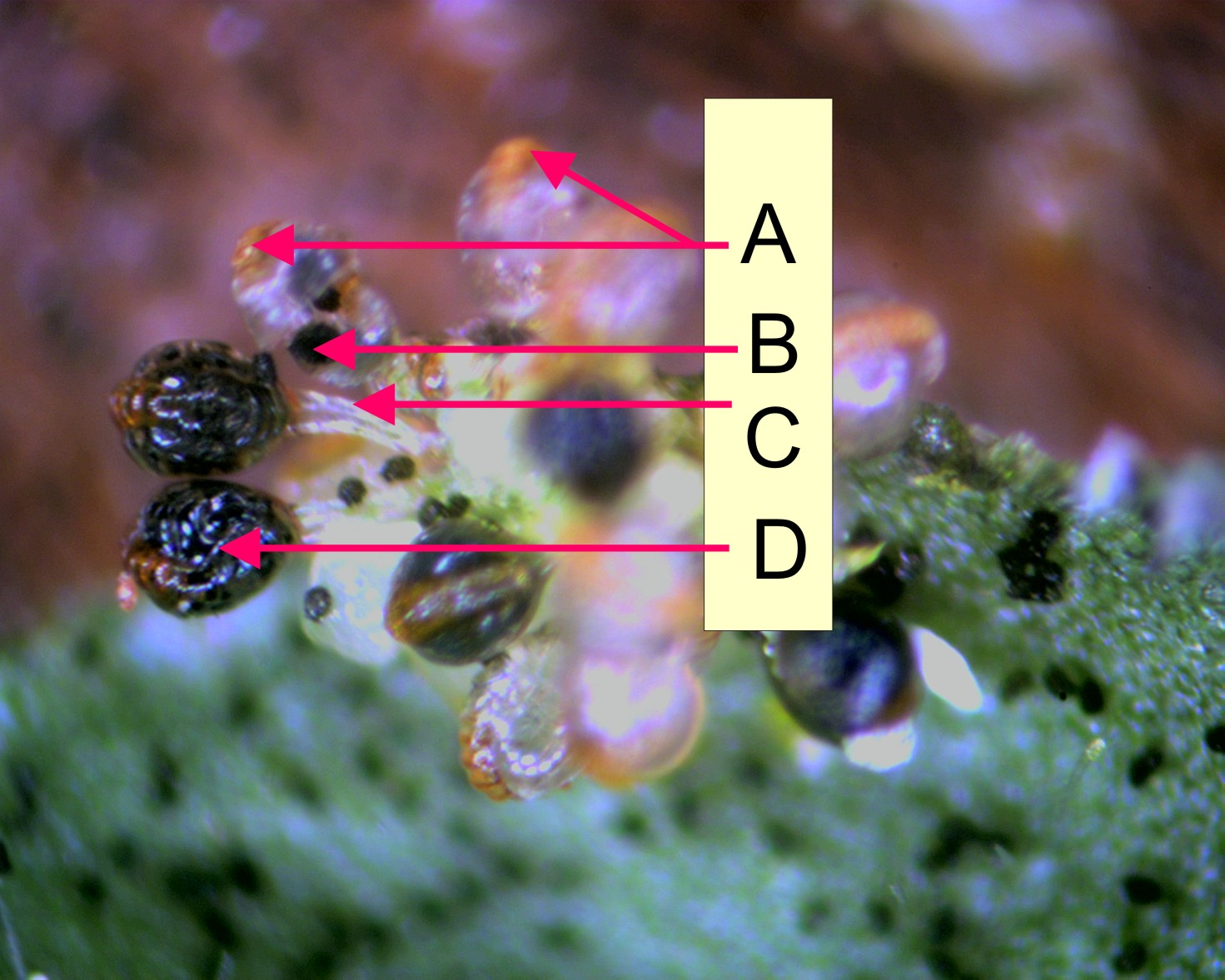 蕨叶横切面示孢子囊群图片
