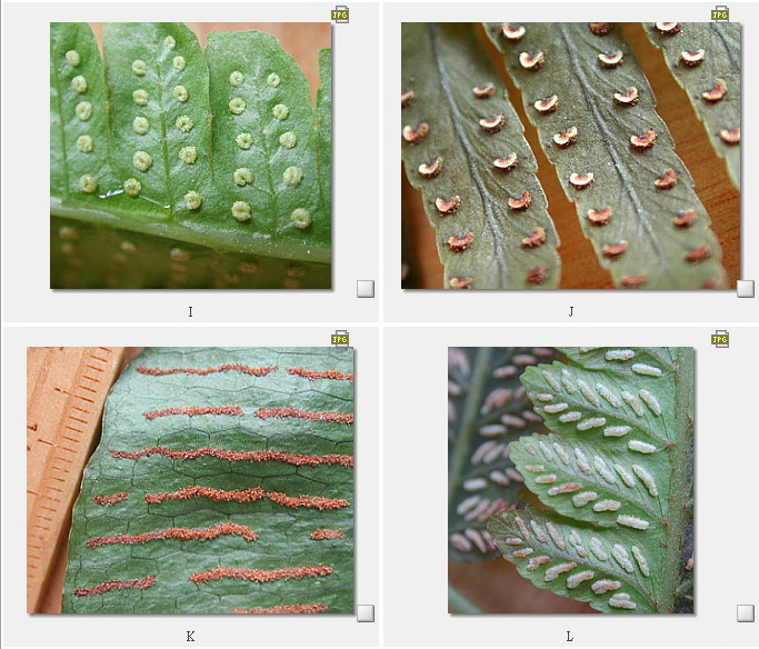 铁线蕨孢子囊群形态图图片