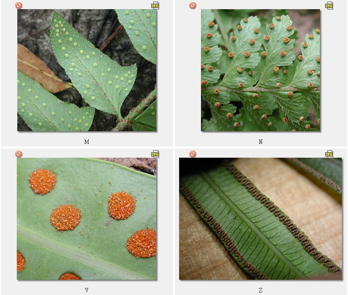 蕨类植物孢子囊群图片
