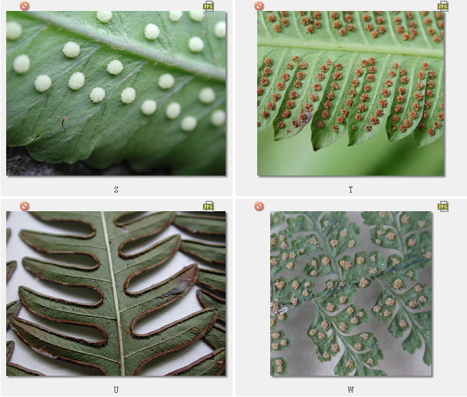 蕨类植物孢子囊群图片