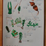 lifecycle of moss and liverwort