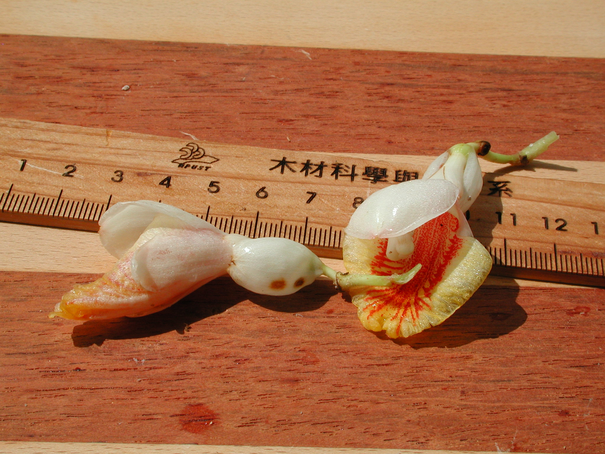 薑科植物花朵構造解剖圖例 月桃alpinia Sp 3 黑胡桃網路閣