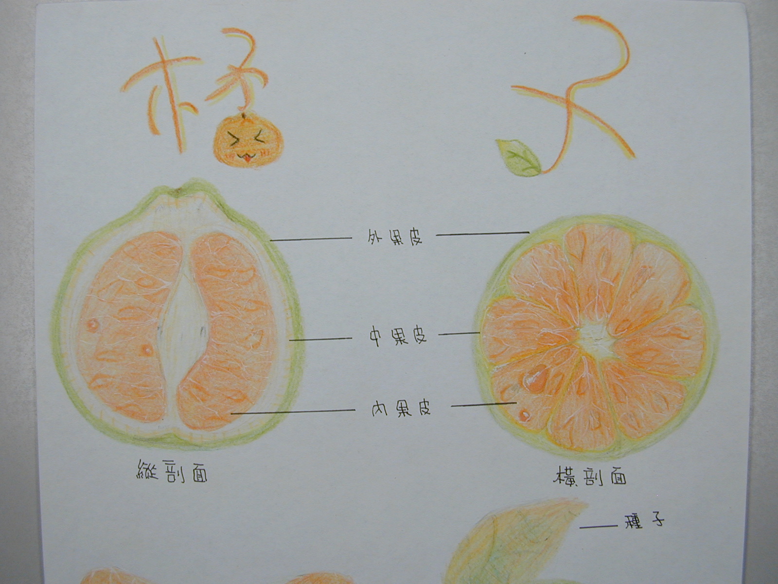 橘子各个部位的名称图图片