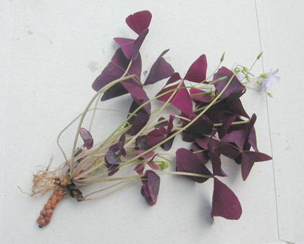 紫葉酢醬草---鱗莖