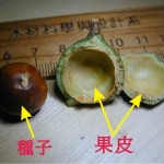 澳洲胡桃 Macadamia nut