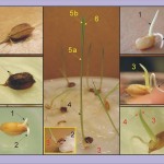 水稻(發芽過程解剖圖) Rice