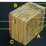 針葉樹材三切面(微細構造模型-不具樹脂溝) three sections(microstructure of softwoodwood without resin canal)