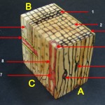針葉樹材三切面(微細構造模型-具樹脂溝) three sections(microstructure of softwoodwood with resin canal)
