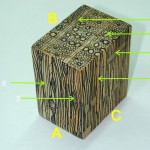 闊葉樹材之半環孔材三切面(微細構造模型) three sections(microstructure of semiring porous wood)