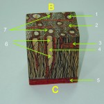 闊葉樹材之散孔材三切面(微細構造模型) three sections(microstructure of diffuse wood)