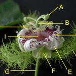 毛西番蓮 Weed Passion Flower，Hairy Passifolra