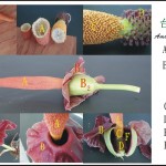 肉穗花序-(台灣魔芋) spadix-( Amorphophallus henryi)