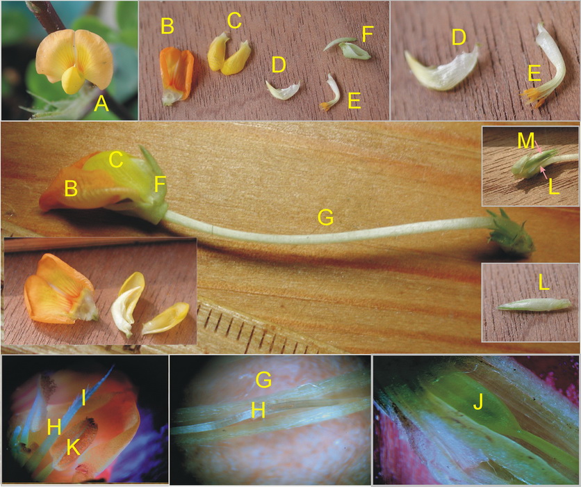 單體雄蕊monadelphous Stamen 黑胡桃網路閣