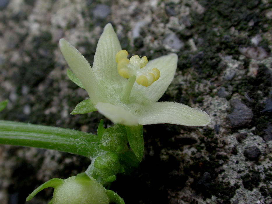 單體雄蕊monadelphous Stamen 黑胡桃網路閣