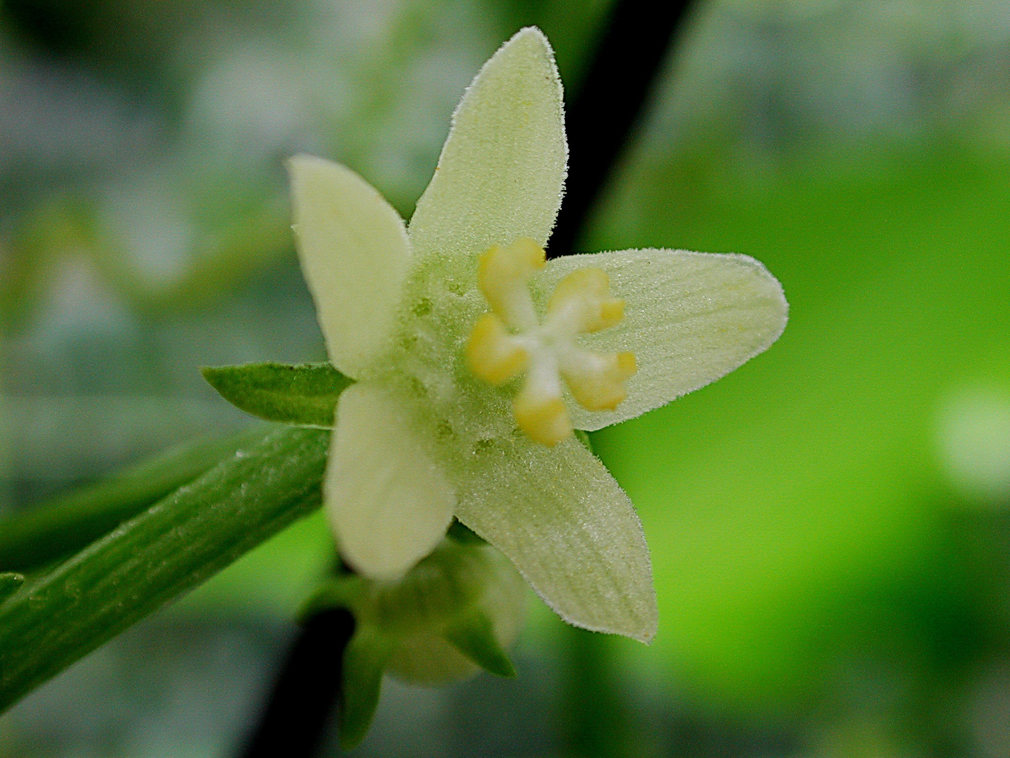 單體雄蕊monadelphous Stamen 黑胡桃網路閣